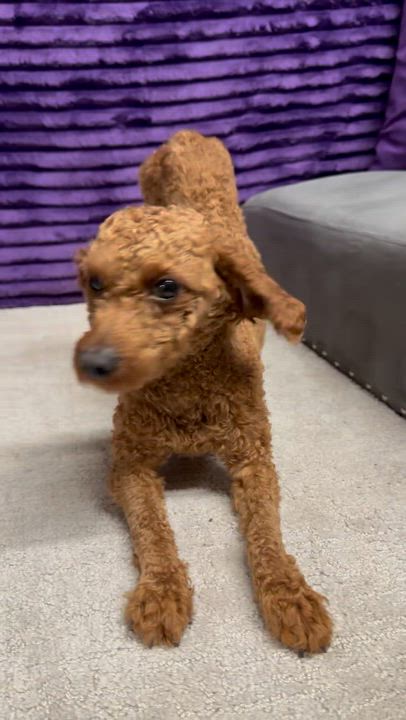 Enlarge Eminence - Home Visit in Process, a Adoptable Poodle in Hartland, WI video 4/4