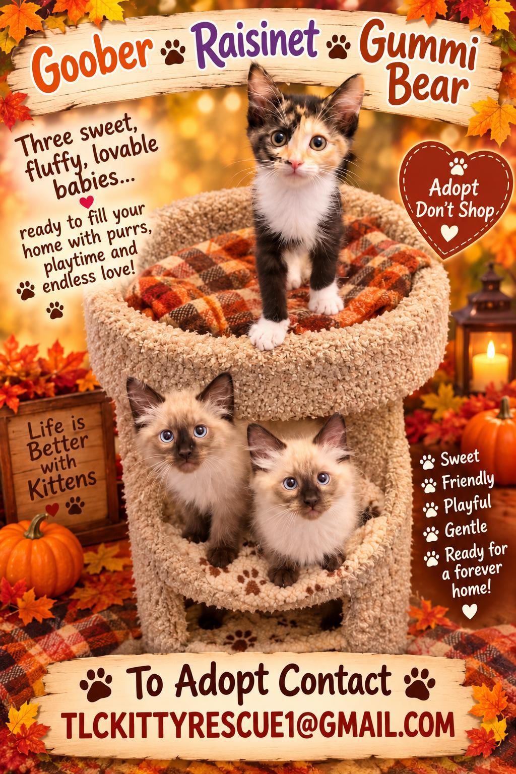 GOOBER-RAISINET-GUMMI BEAR, Adoptable, Kitten Male Ragamuffin & Siamese.