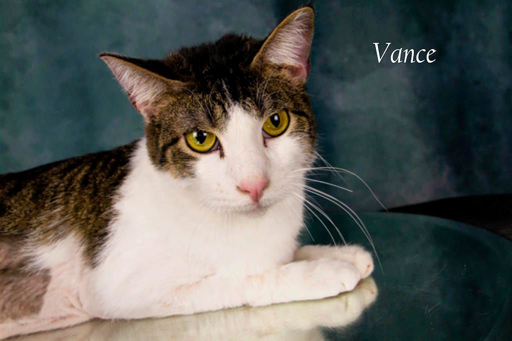 Vance, Adoptable, Adult Male Tabby.