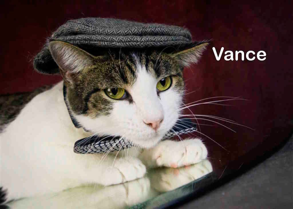 Vance, Adoptable, Adult Male Tabby.
