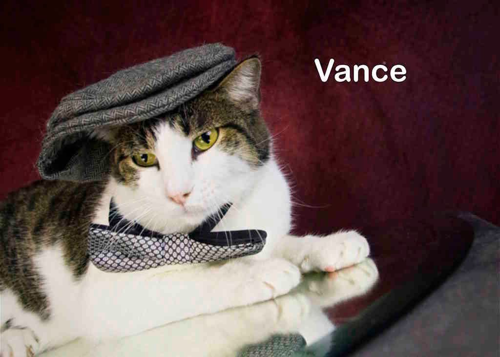 Enlarge Vance, a Adoptable Tabby in York, NE image 3/3
