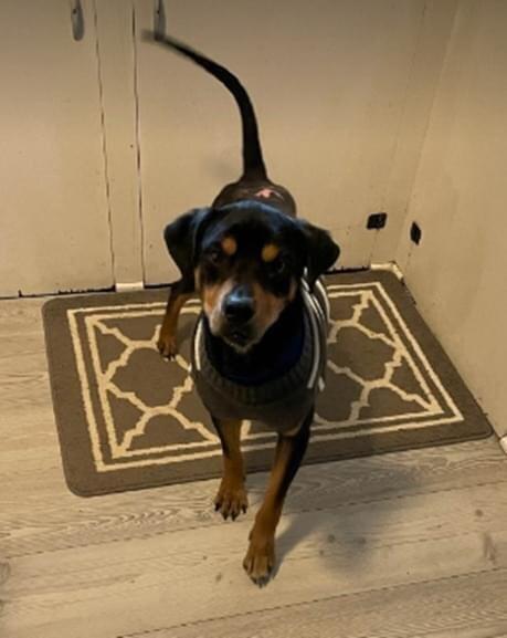 Dixby Daxby (TX), a Adoptable Shepherd in New York, NY image 1/3