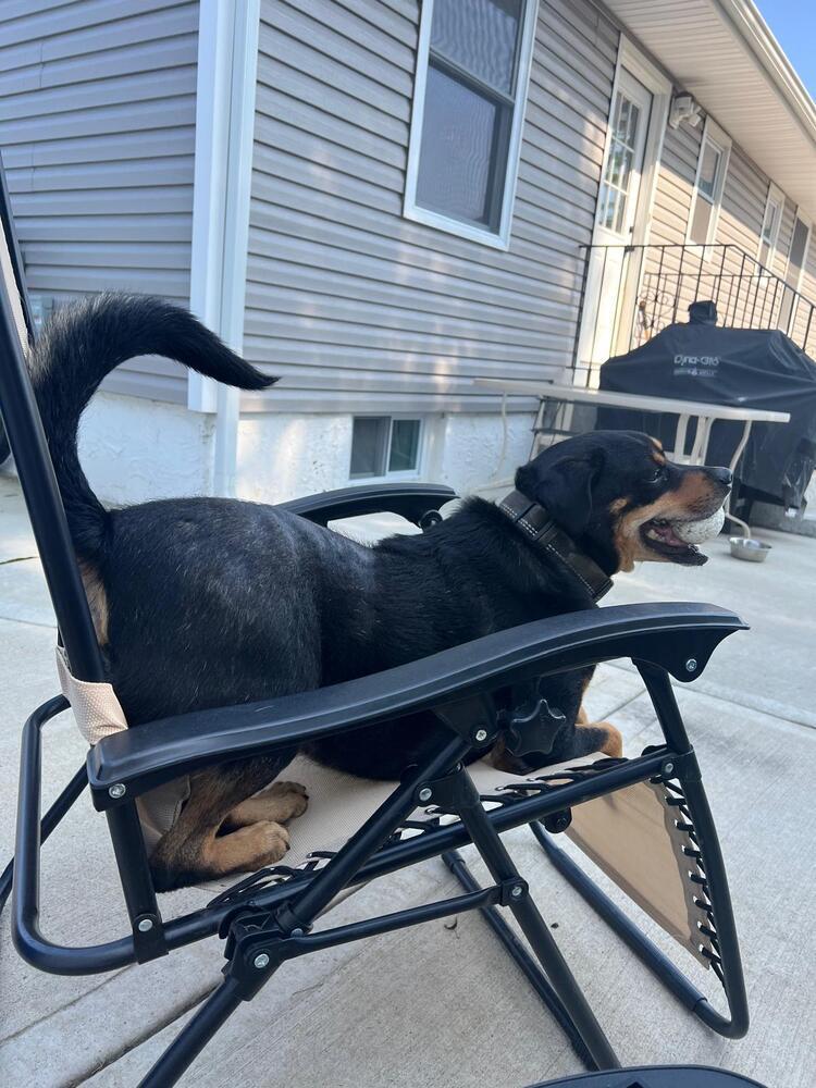 Enlarge Dixby Daxby (TX), a Adoptable Shepherd in New York, NY image 1/3