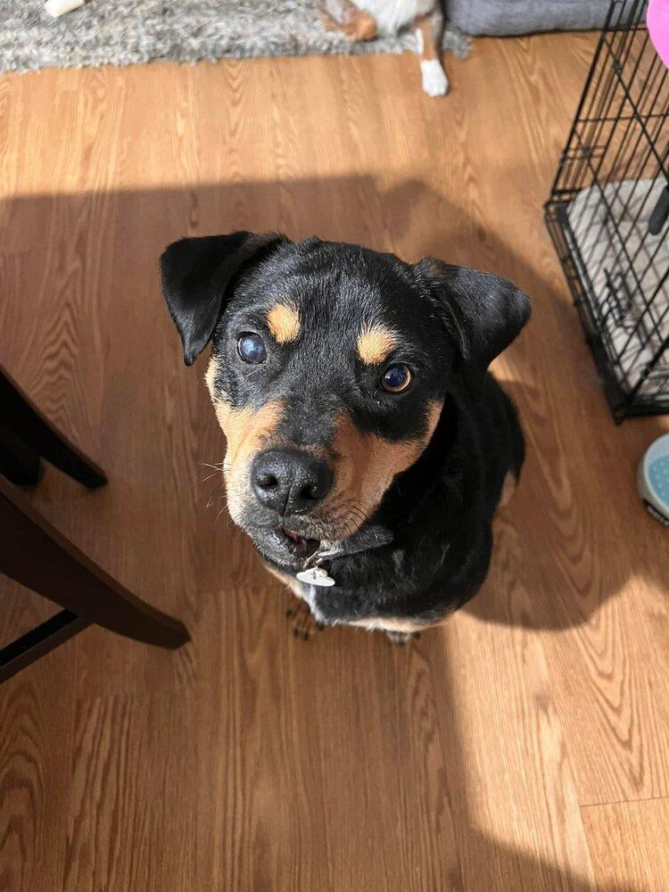 Enlarge Dixby Daxby (TX), a Adoptable Shepherd in New York, NY image 2/3