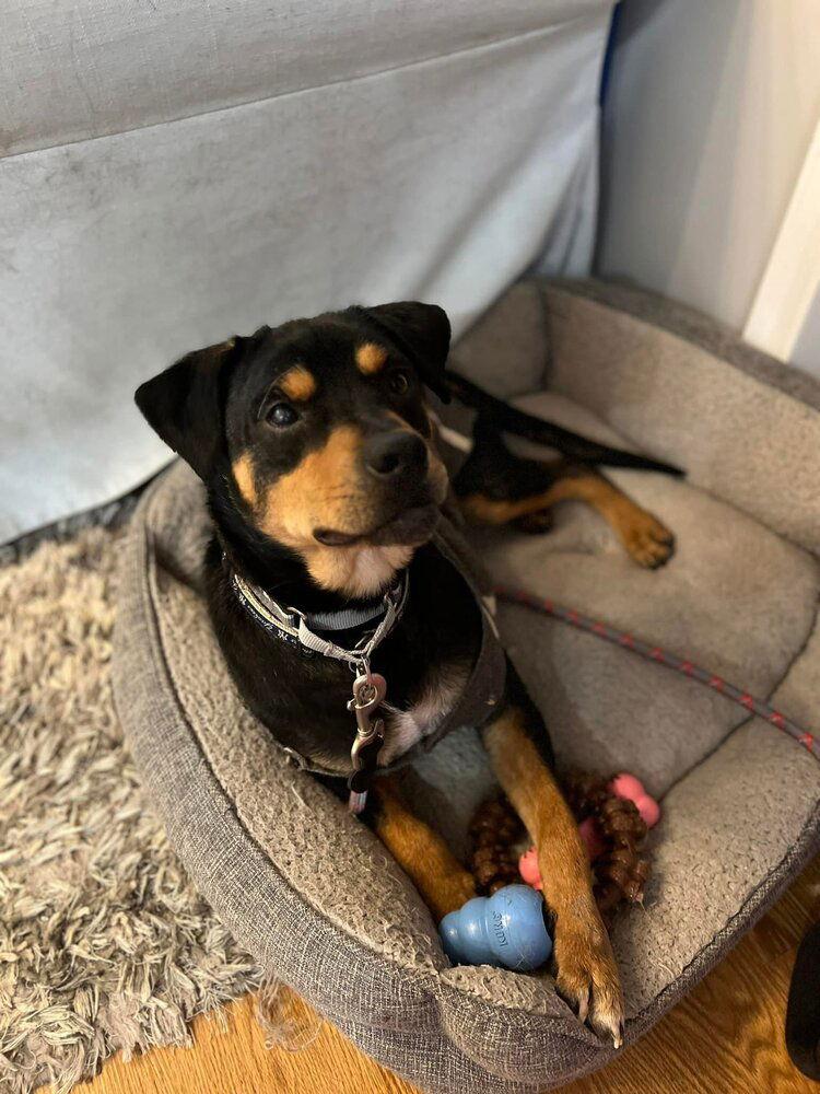 Dixby Daxby (TX), a Adoptable Shepherd in New York, NY image 2/3