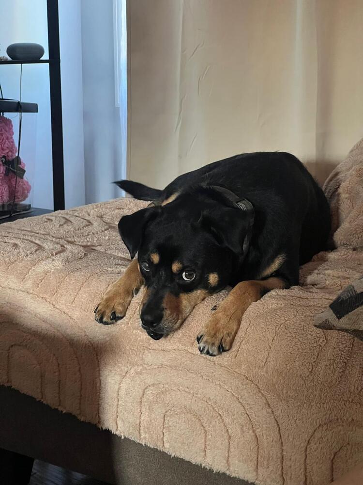 Enlarge Dixby Daxby (TX), a Adoptable Shepherd in New York, NY image 3/3