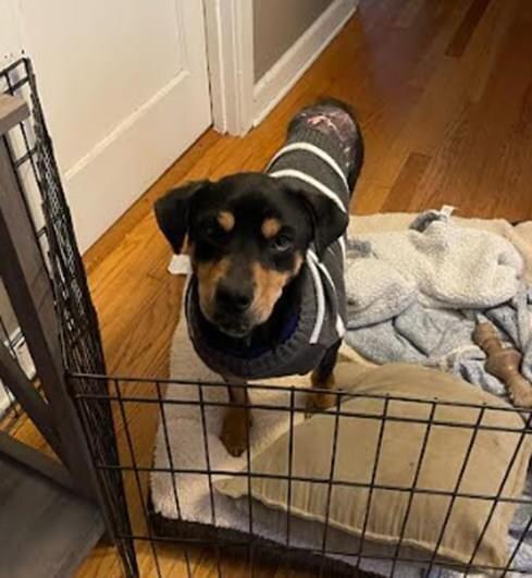 Dixby Daxby (TX), a Adoptable Shepherd in New York, NY image 3/3