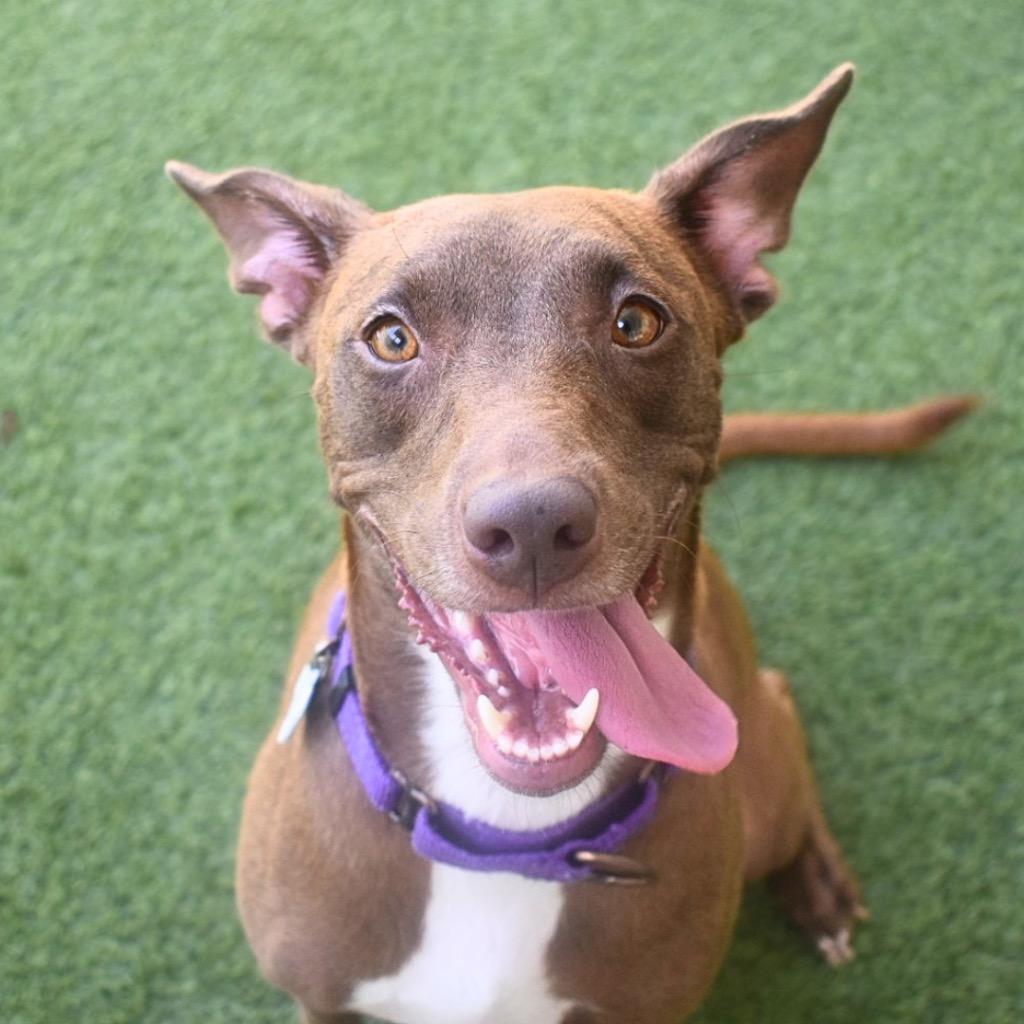 Cheyenne, Adoptable, Young Female Pit Bull Terrier.