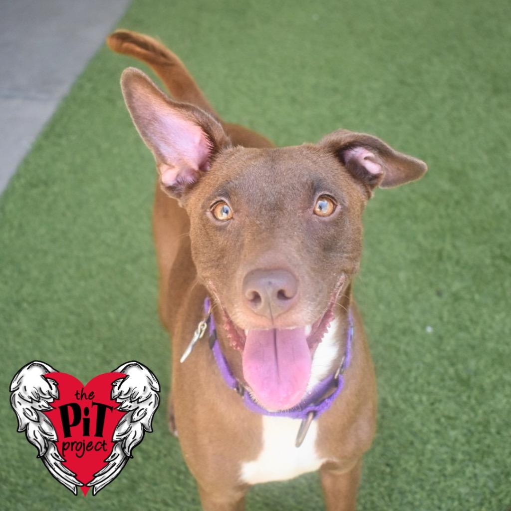 Enlarge Cheyenne, a Adoptable mixed breed in Saint Petersburg, FL image 2/4