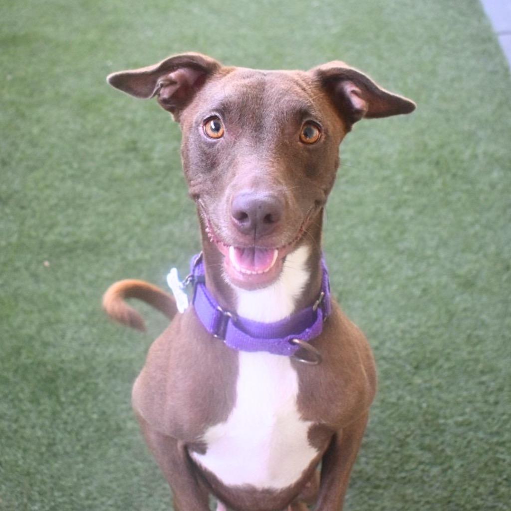 Enlarge Cheyenne, a Adoptable mixed breed in Saint Petersburg, FL image 3/4