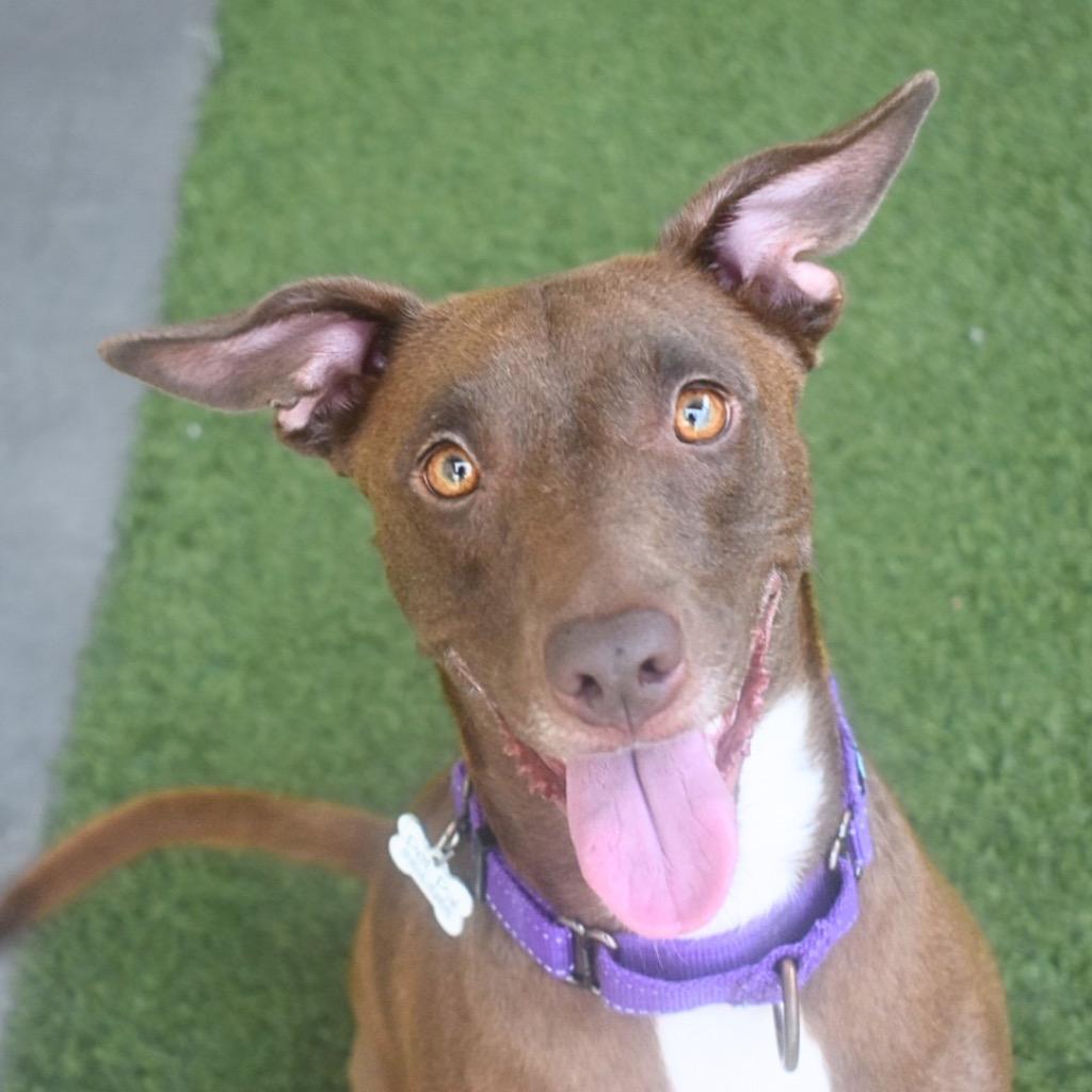 Enlarge Cheyenne, a Adoptable mixed breed in Saint Petersburg, FL image 4/4
