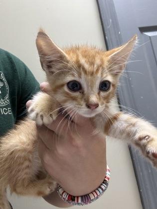 Enlarge Blaze, a Adoptable mixed breed in Conway, AR image 1/1