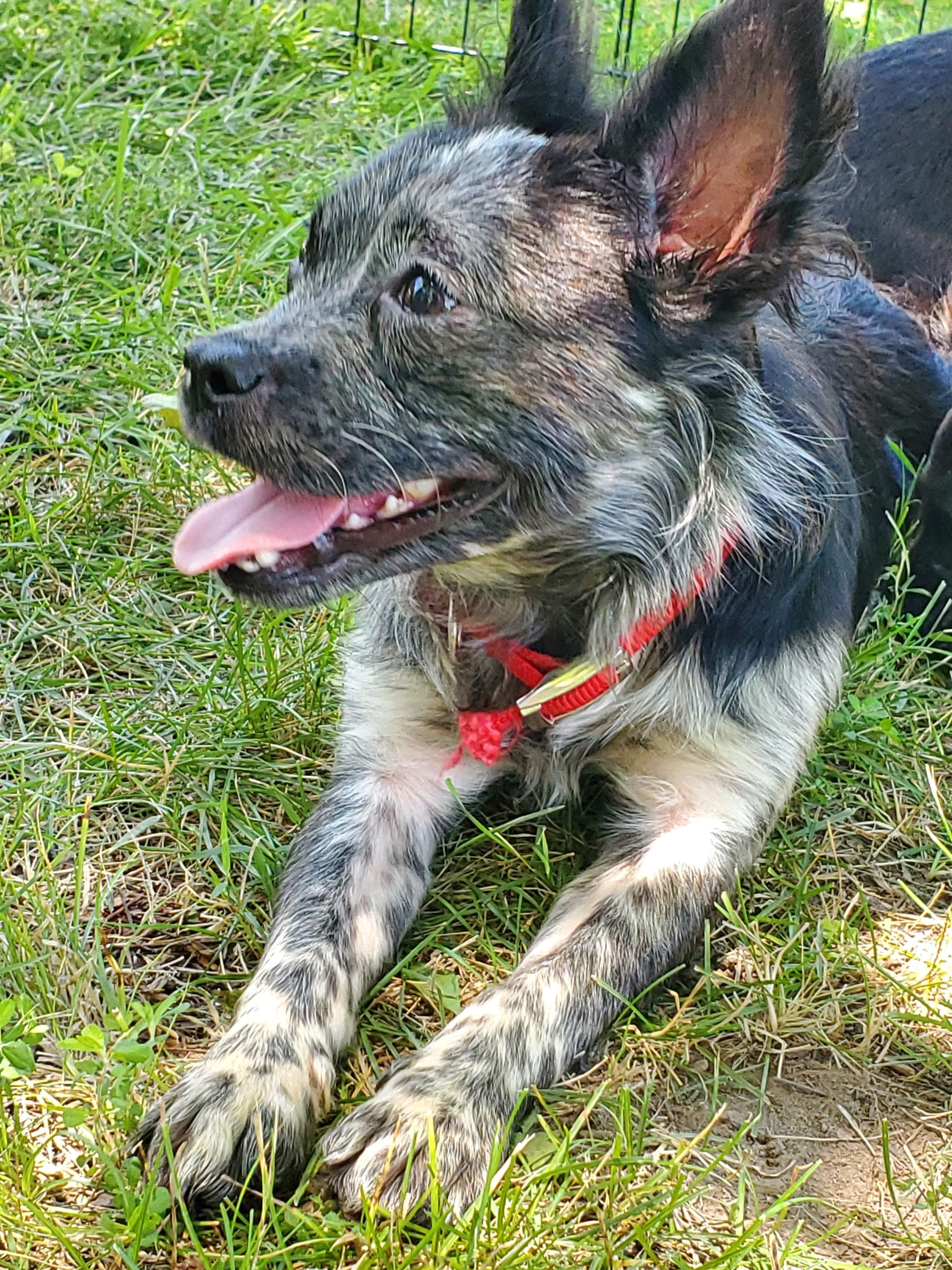 Sophia, Adopted, Adult Female Australian Cattle Dog / Blue Heeler & Terrier.
