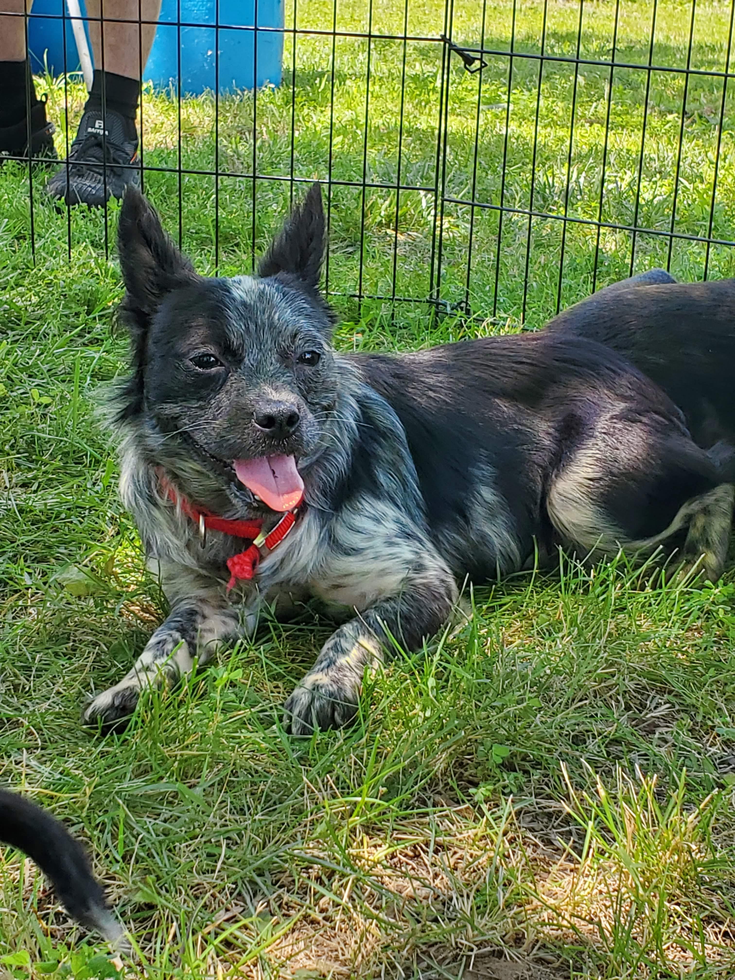 Enlarge Sophia, a Adopted mixed breed in Fayette, MO image 2/5