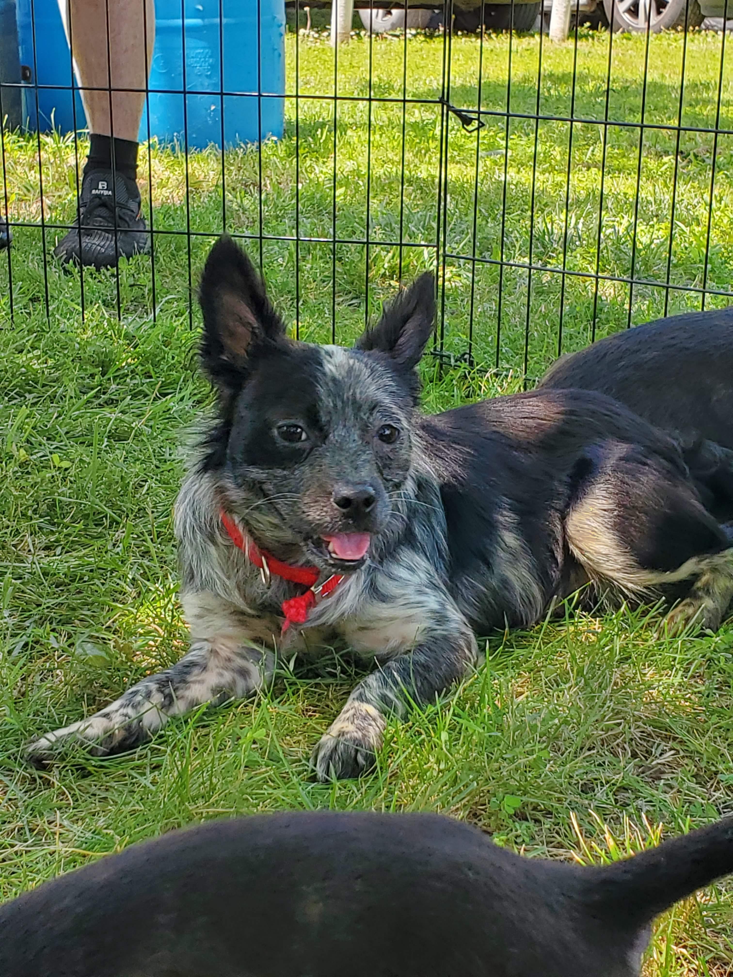 Enlarge Sophia, a Adopted mixed breed in Fayette, MO image 3/5