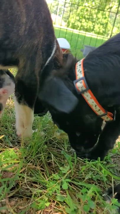 Enlarge Sophia, a Adopted mixed breed in Fayette, MO video 5/5