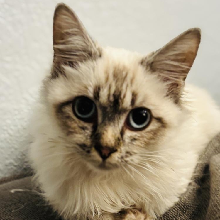 Vanilla, Adoptable, Kitten Female Siamese.