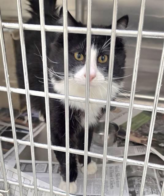 Enlarge SYLVESTER, a Adoptable mixed breed in Anchorage, AK image 1/1