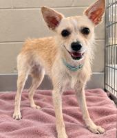 Butterfly, Adoptable, Adult Female Wirehaired Terrier.