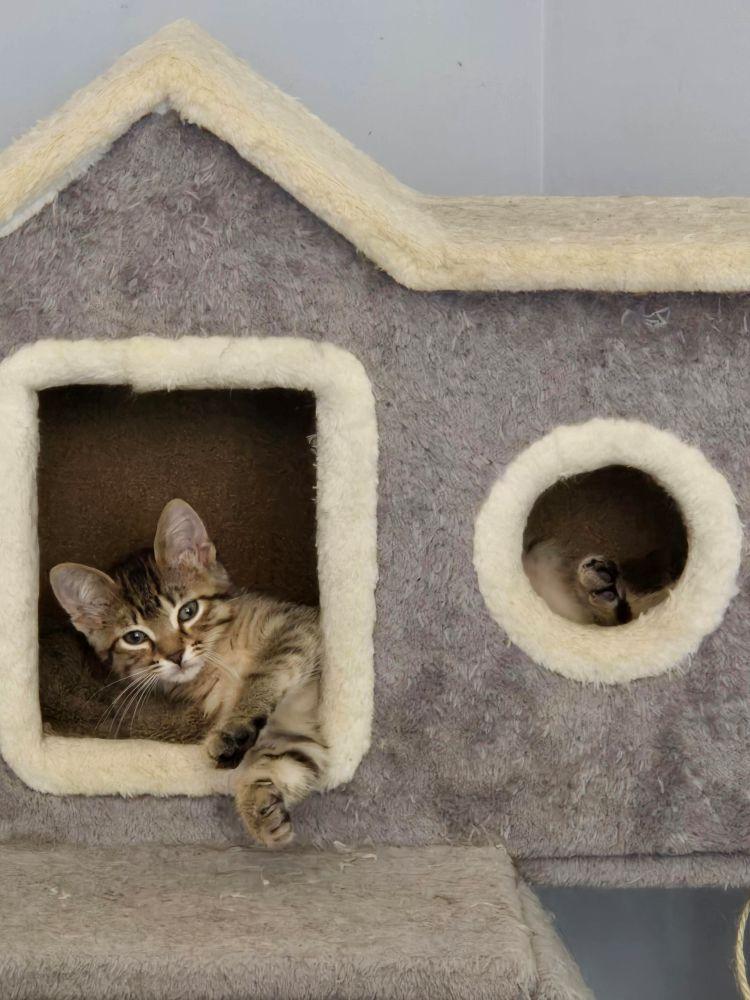 Squirrel, a ADOPTABLE Domestic Short Hair in Barrington, IL image 2/2
