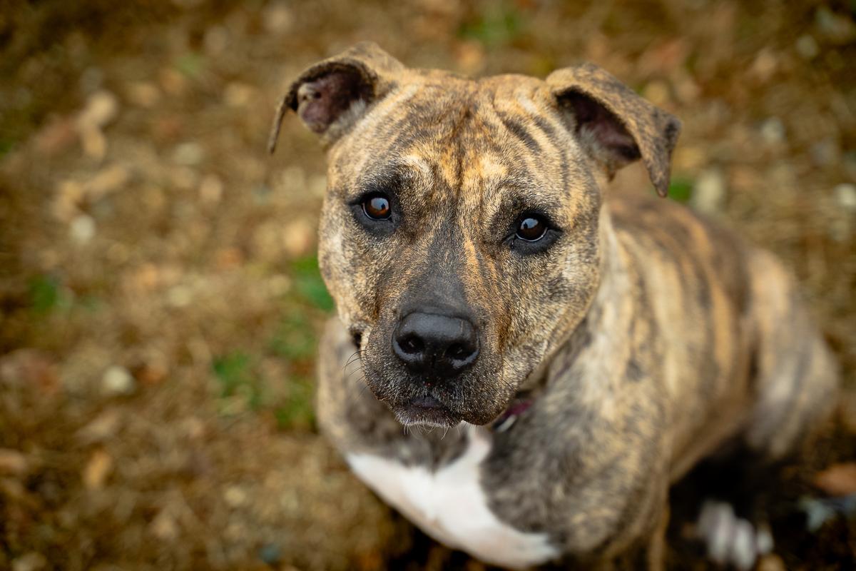 Enlarge Allybooboo, an adopted Mastiff in Buffalo, MN image 1/1