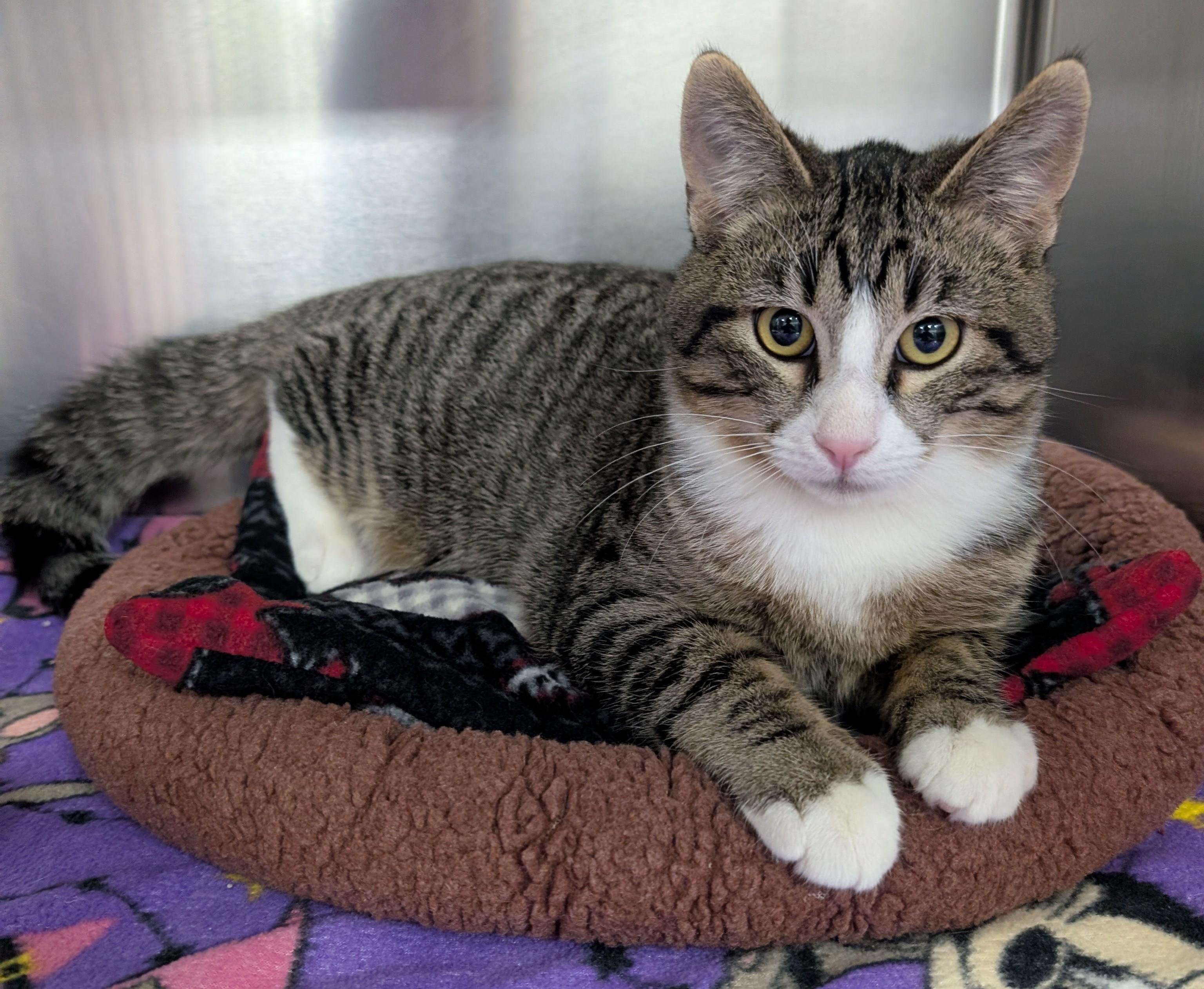 Newt, ADOPTABLE, Young Male Domestic Short Hair.