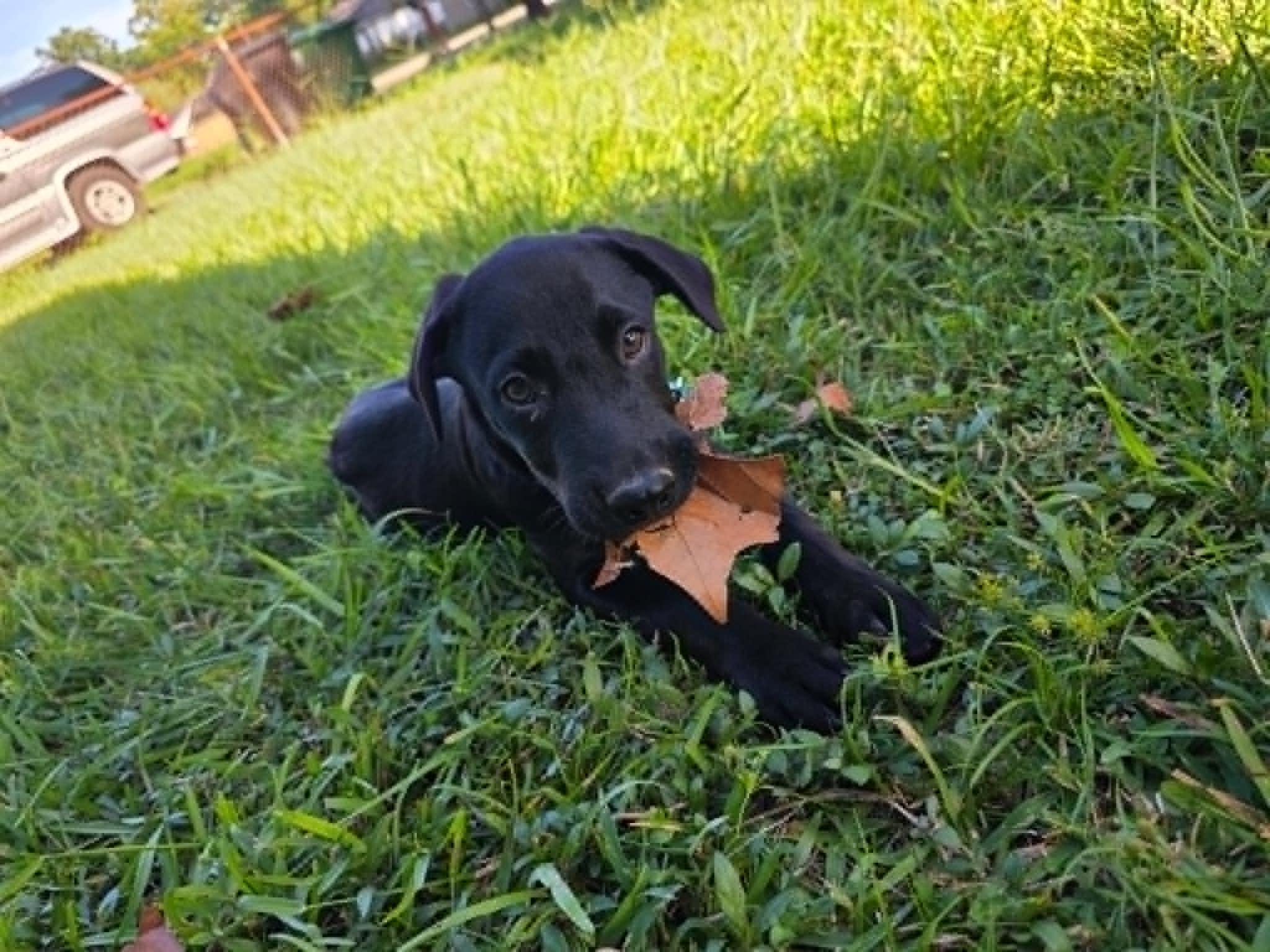 Milo, a ADOPTABLE Black Labrador Retriever in Salem, NH image 3/4