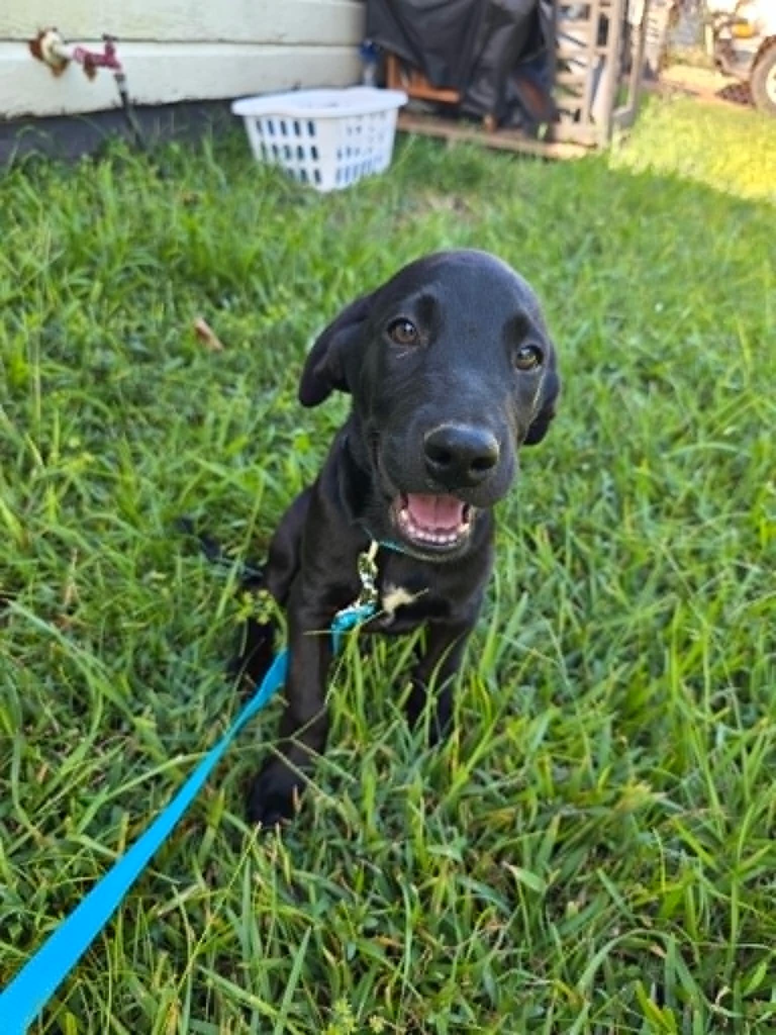 Milo, a ADOPTABLE Black Labrador Retriever in Salem, NH image 1/4