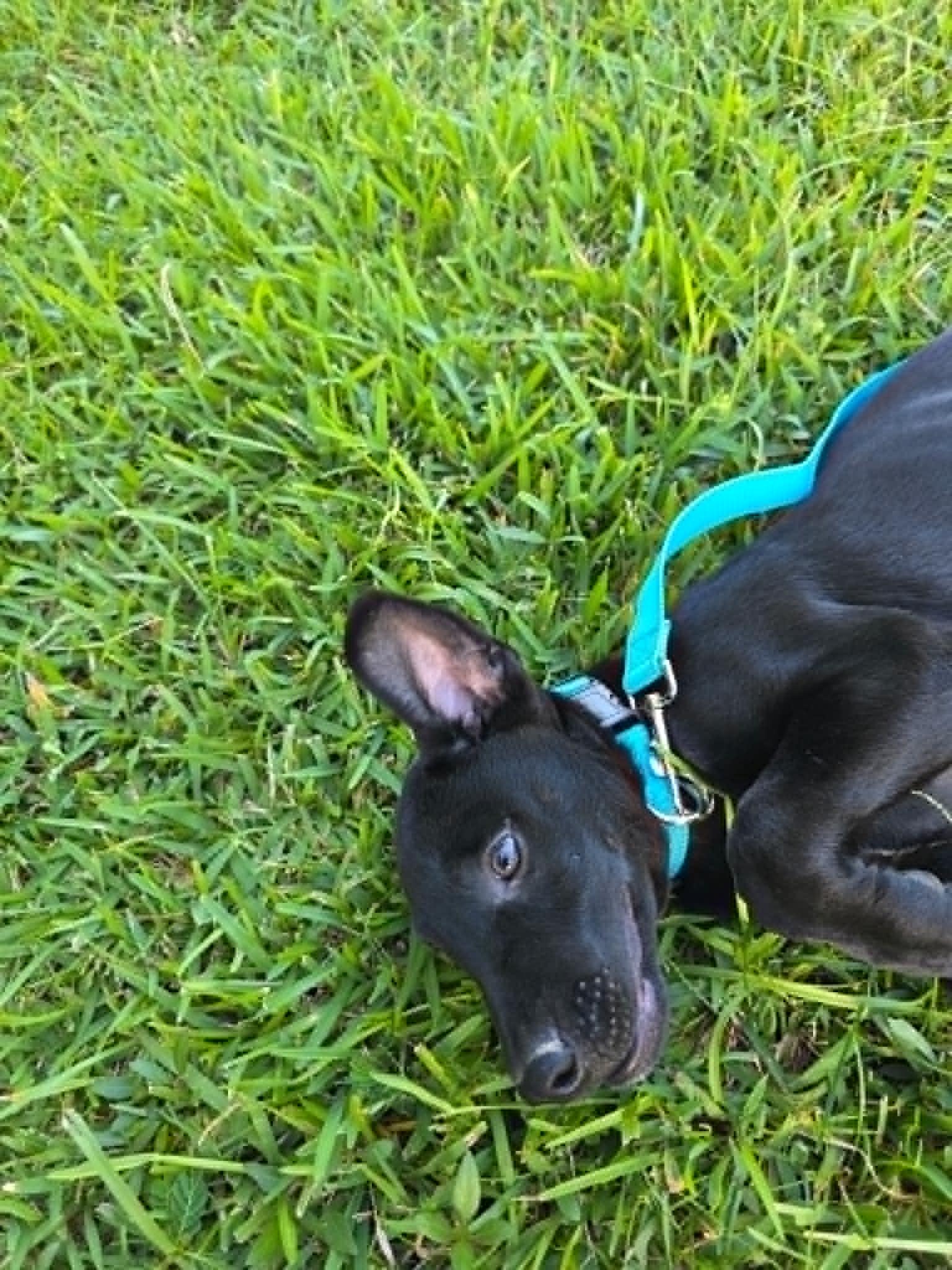 Milo, a ADOPTABLE Black Labrador Retriever in Salem, NH image 2/4
