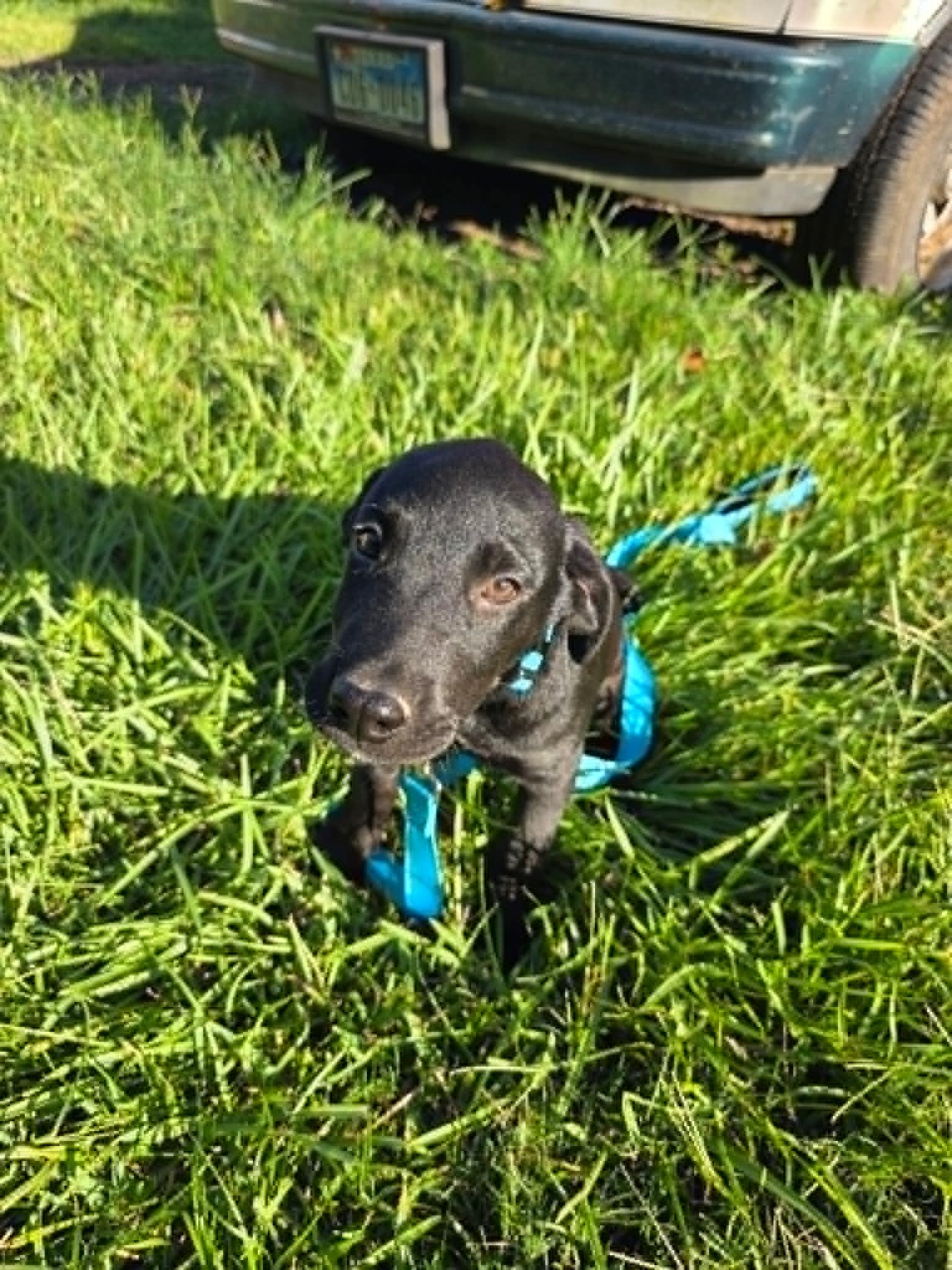 Milo, a ADOPTABLE Black Labrador Retriever in Salem, NH image 4/4