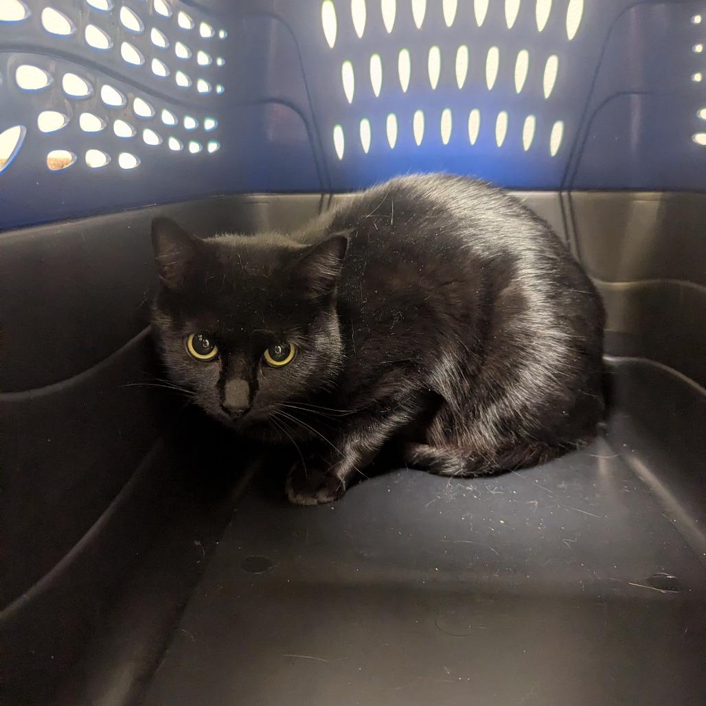 Pepper, Adoptable, Adult Female Domestic Short Hair.