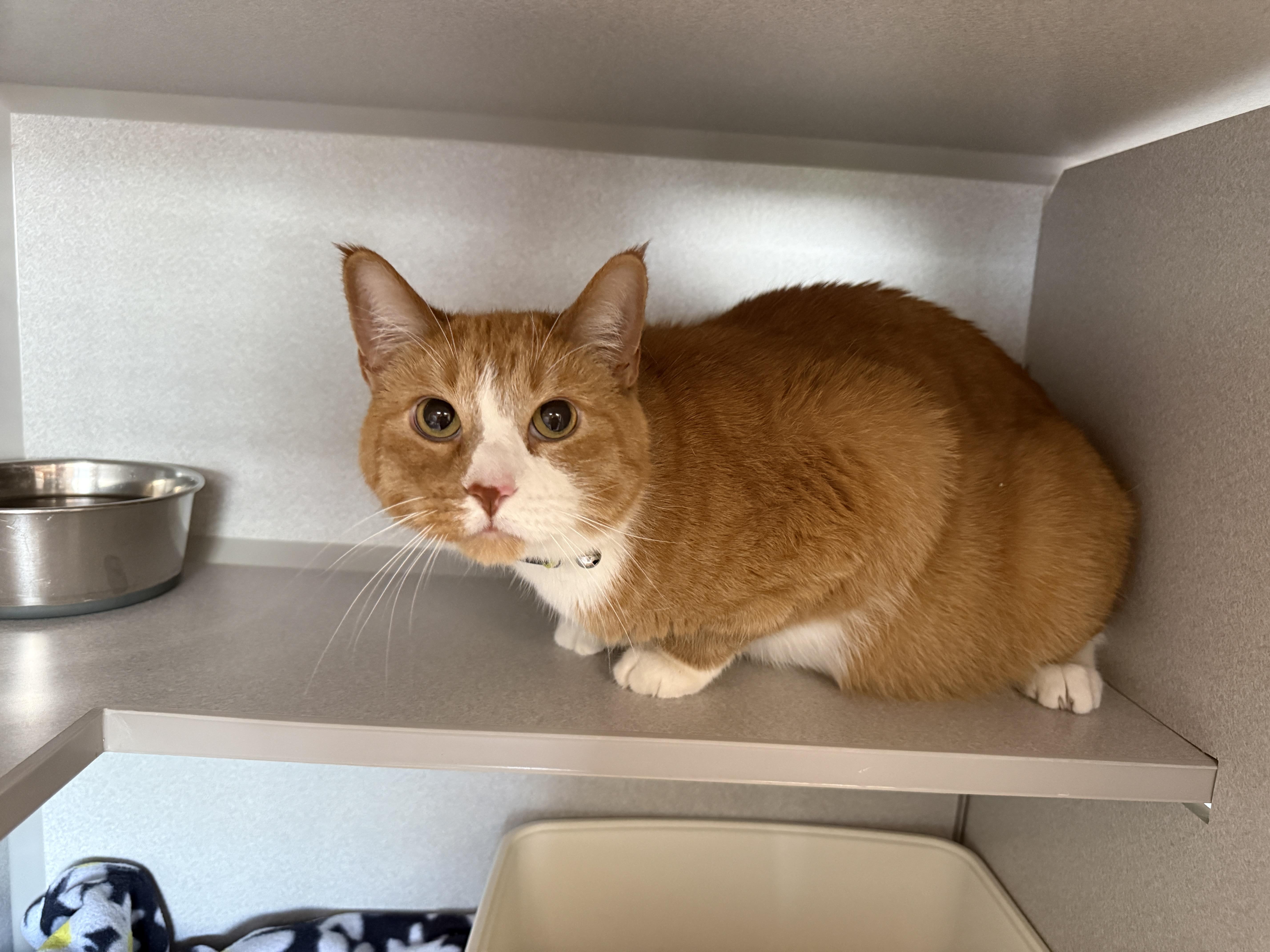 Sammy, Adopted, Adult Male Domestic Short Hair.