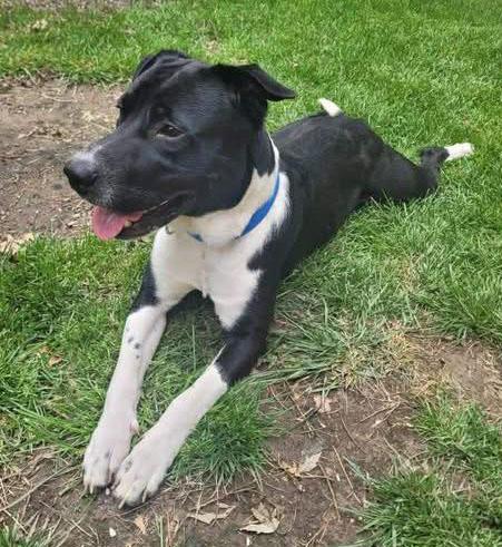 Enlarge Stripe (AO35935), a ADOPTABLE Labrador Retriever in Kansas City, KS image 6/6