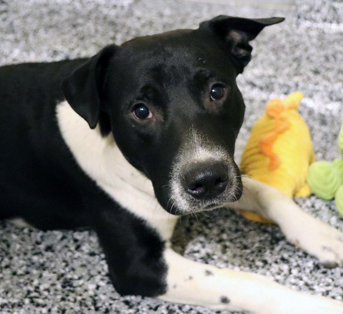 Stripe (AO35935), ADOPTABLE, Young Male Husky & Pit Bull Terrier.