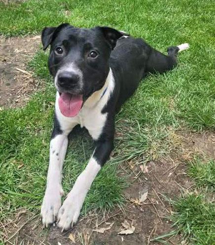 Enlarge Stripe (AO35935), a ADOPTABLE Labrador Retriever in Kansas City, KS image 5/6