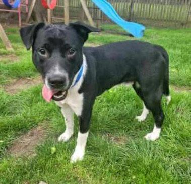 Enlarge Stripe (AO35935), a ADOPTABLE Labrador Retriever in Kansas City, KS image 2/6