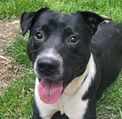 Stripe (AO35935), ADOPTABLE, Young Male Labrador Retriever.