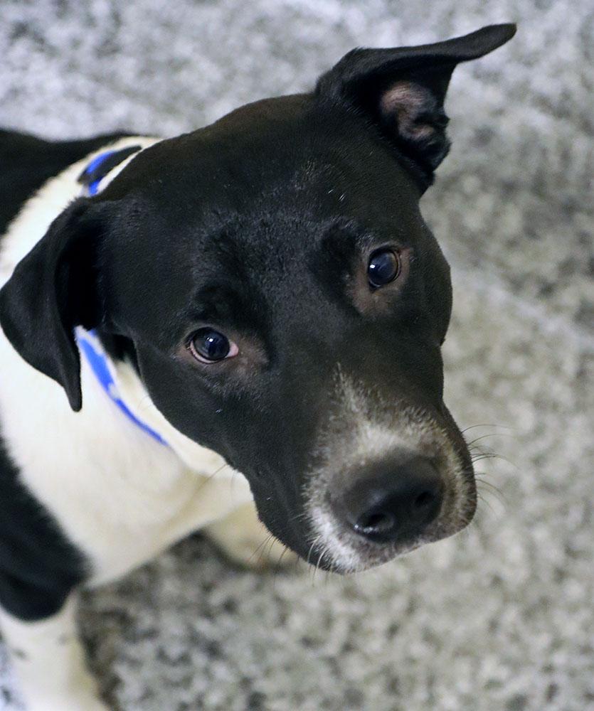 Enlarge Stripe (AO35935), a ADOPTABLE mixed breed in Kansas City, KS image 5/6