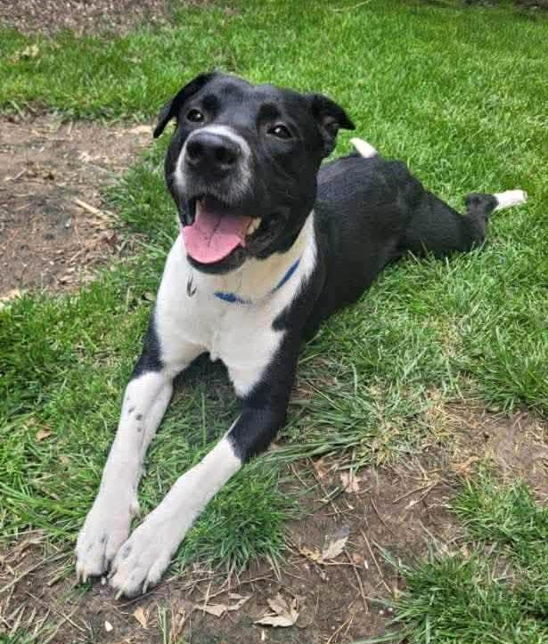 Enlarge Stripe (AO35935), a ADOPTABLE Labrador Retriever in Kansas City, KS image 4/6