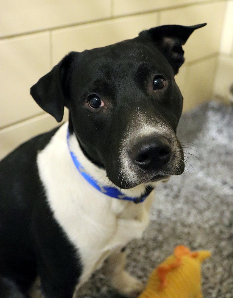 Enlarge Stripe (AO35935), a ADOPTABLE mixed breed in Kansas City, KS image 6/6