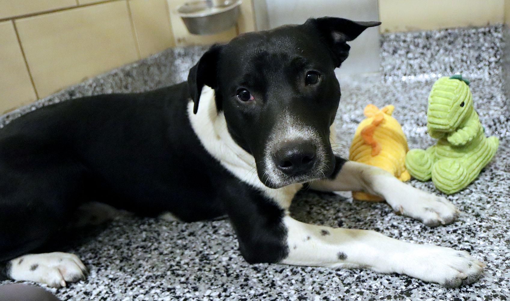 Enlarge Stripe (AO35935), a ADOPTABLE mixed breed in Kansas City, KS image 2/6