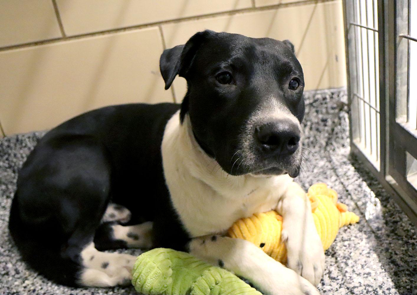 Enlarge Stripe (AO35935), a ADOPTABLE mixed breed in Kansas City, KS image 3/6