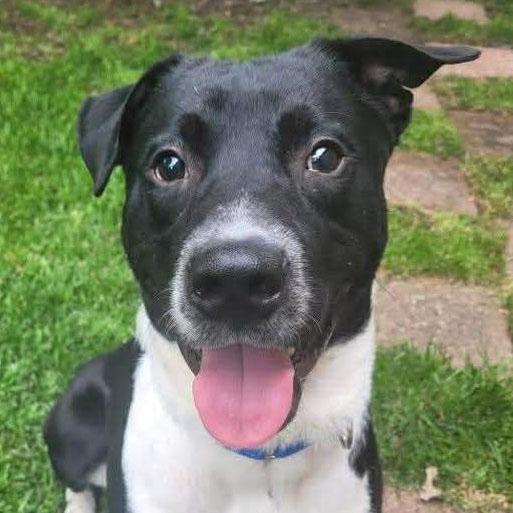 Enlarge Stripe (AO35935), a ADOPTABLE Labrador Retriever in Kansas City, KS image 3/6