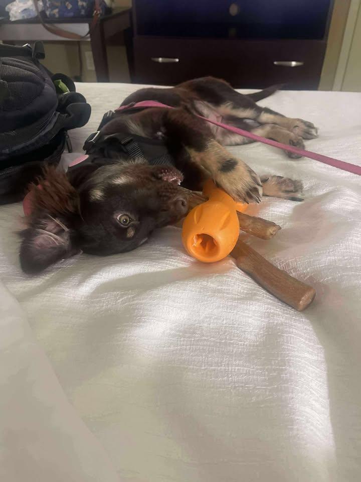 Enlarge Nano, a Adopted mixed breed in New Brighton, MN image 2/6