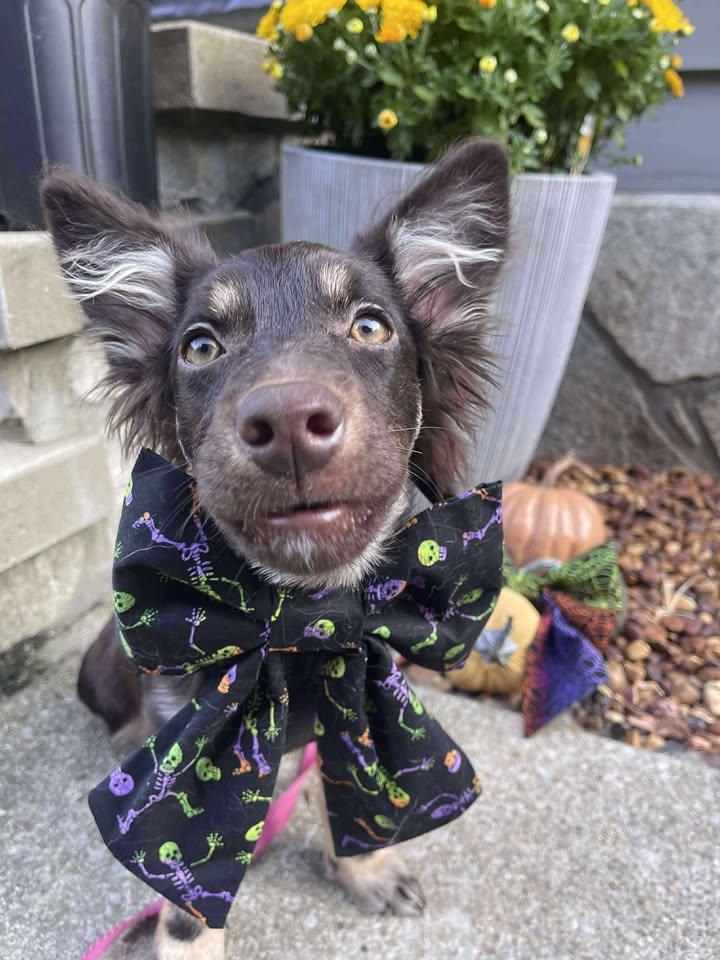 Enlarge Nano, a Adopted mixed breed in New Brighton, MN image 6/6