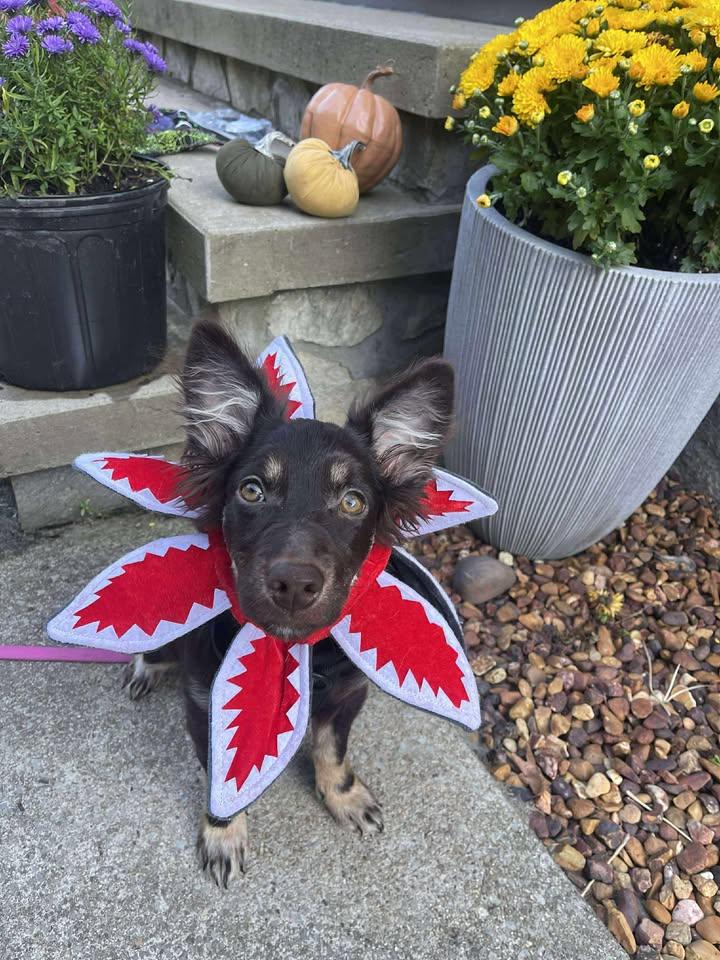 Nano, Adopted, Puppy Female Australian Shepherd & Dachshund.