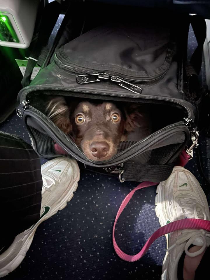 Enlarge Nano, a Adopted mixed breed in New Brighton, MN image 3/6