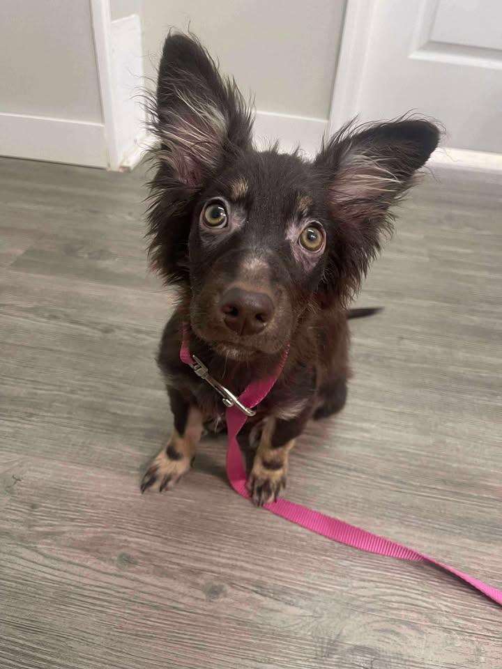 Enlarge Nano, a Adopted mixed breed in New Brighton, MN image 4/6