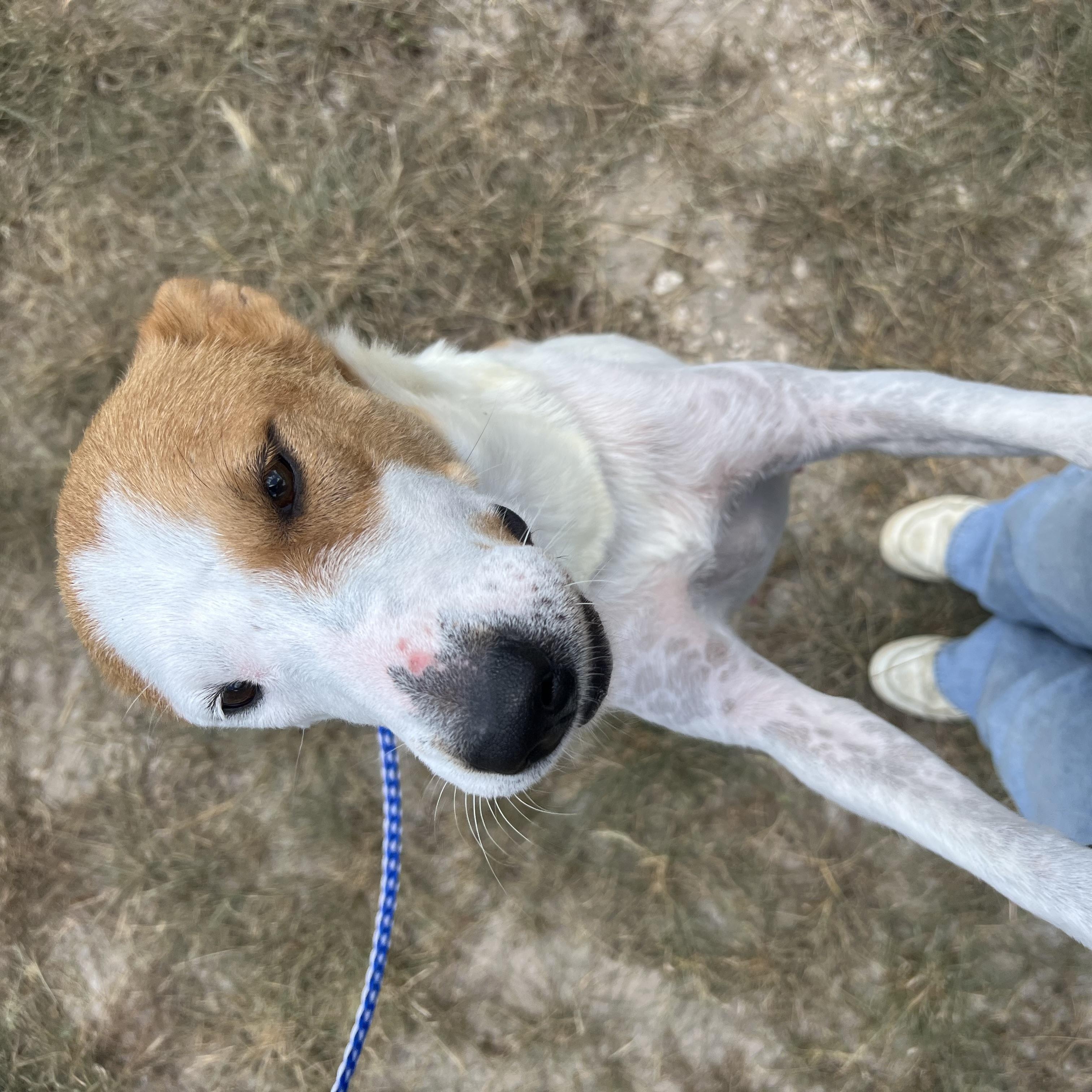 Foxy, a ADOPTABLE mixed breed in San Antonio, TX image 4/4