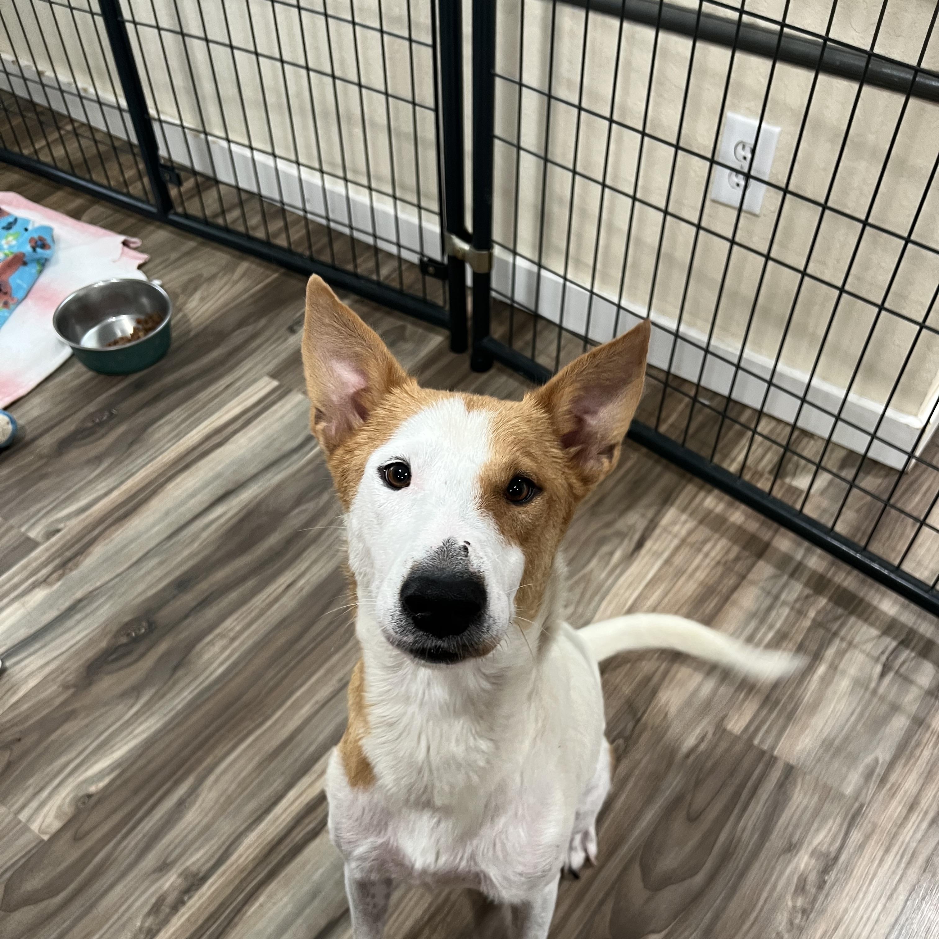 Foxy, ADOPTABLE, Adult Female Shepherd & Hound.